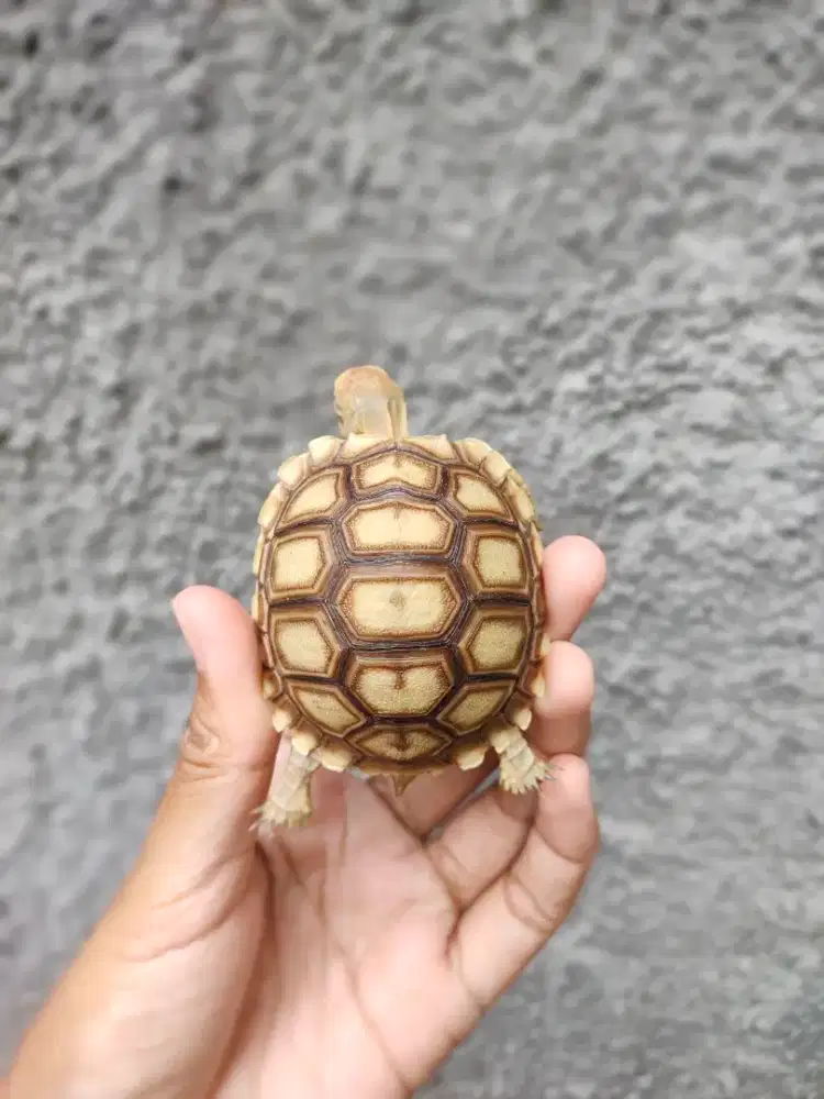 baby sulcata 6-6,4cm makan rakus doyan pelet