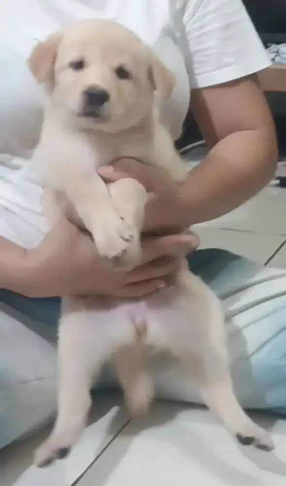 anakan puppy kintamani