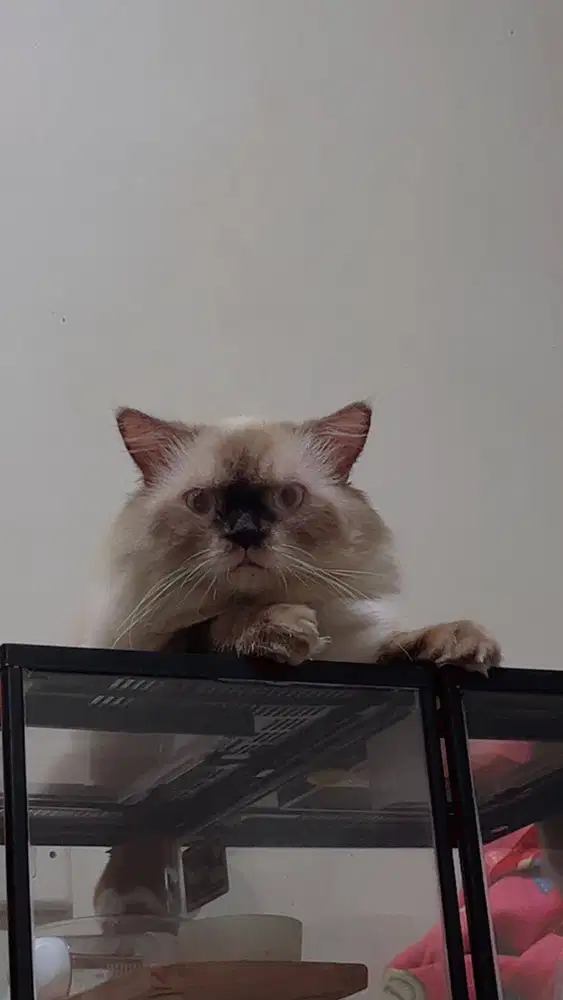 Kucing Himalaya Jantan - Open Adopsi UCUP