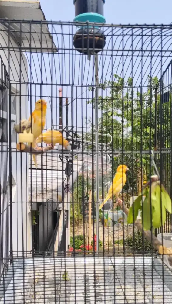 Kenari merlok paud usia 2 bulan, rajin bunyi