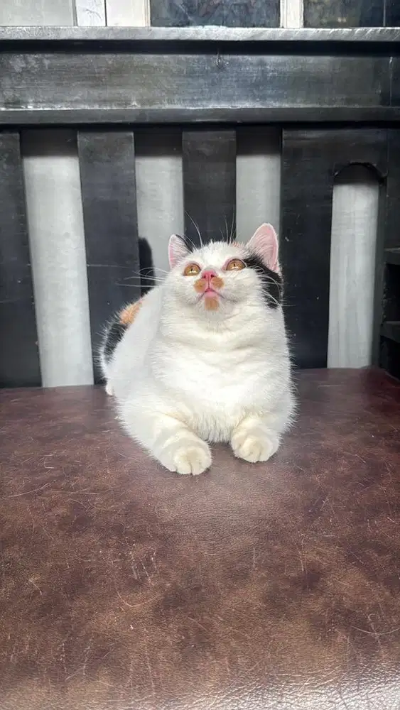 KUCING BSH BRITISH SHORTHAIR
