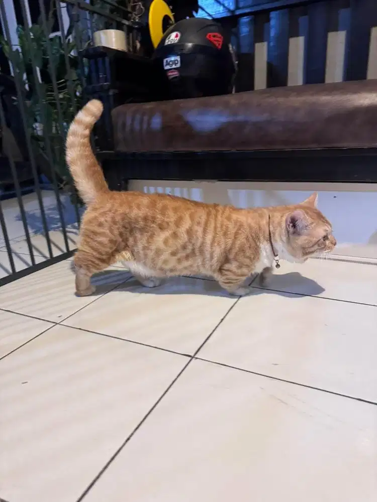 KUCING MUNCHKIN RH
