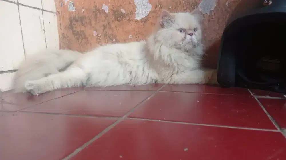 Kucing peaknose jantan 1 tahun