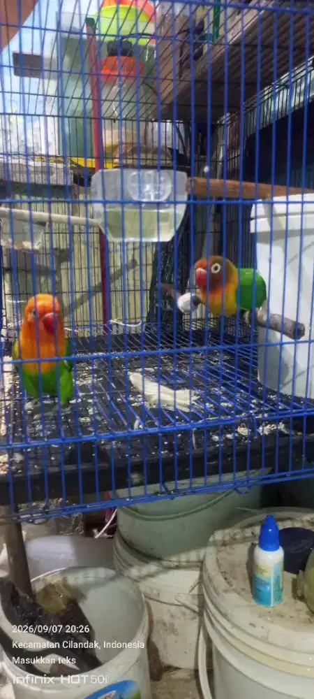 Love bird sepasang