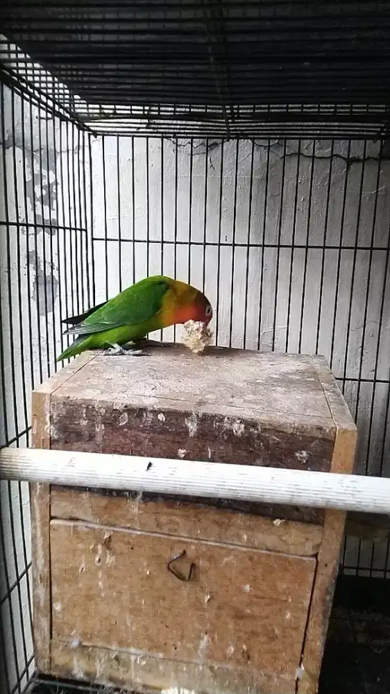 Jual love bird betina sudah pernah bertelur 1 kali