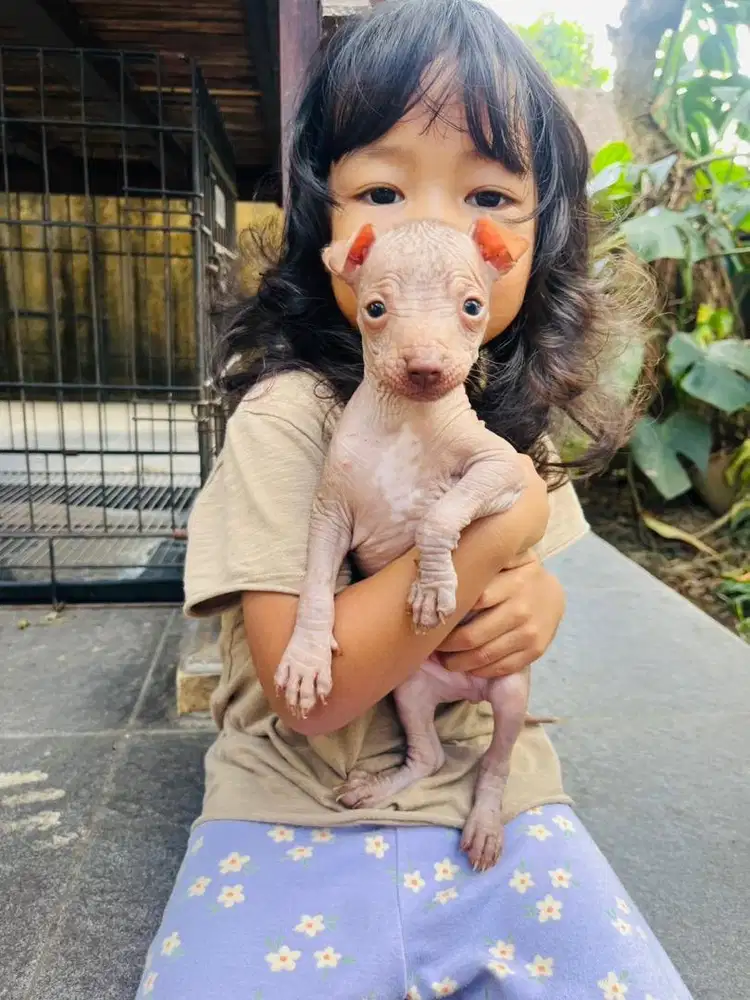 Xoloitzcuintle / Mexican Xolo