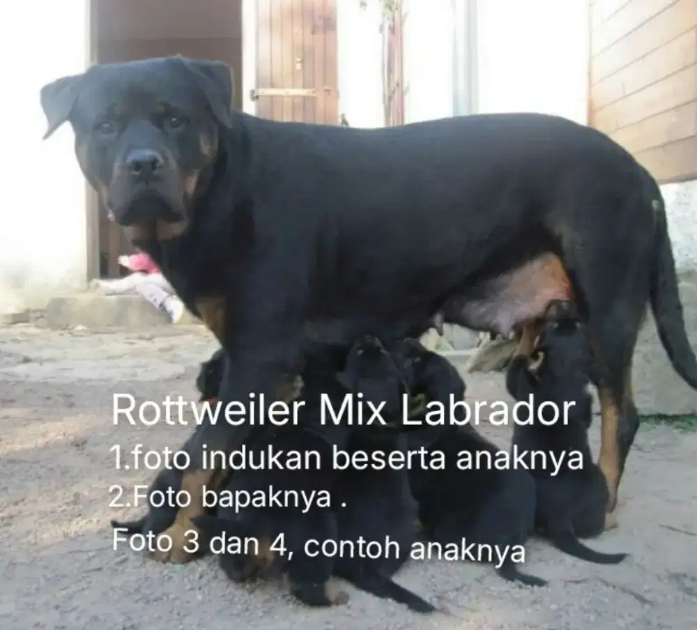 ANJING ROTTWEILER MIX LABRADOR