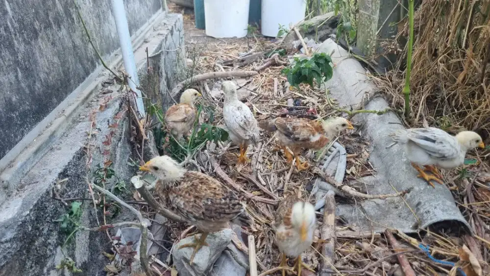 Dijual Anakan Elba