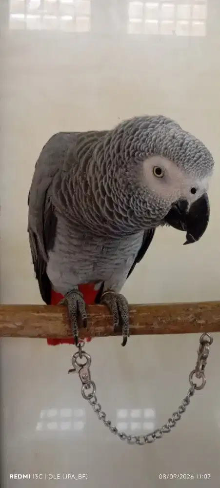 AFRICAN GREY BETINA