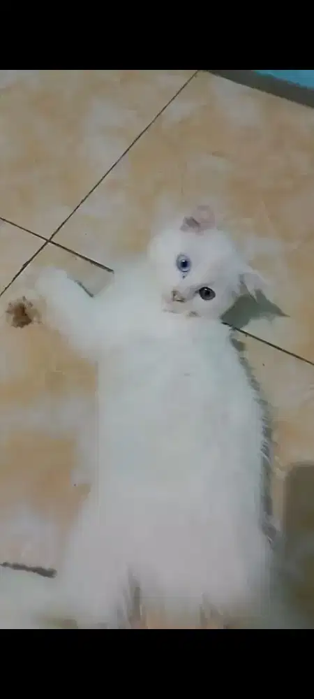 Dijual Kucing Persia Odd Eyes Betina
