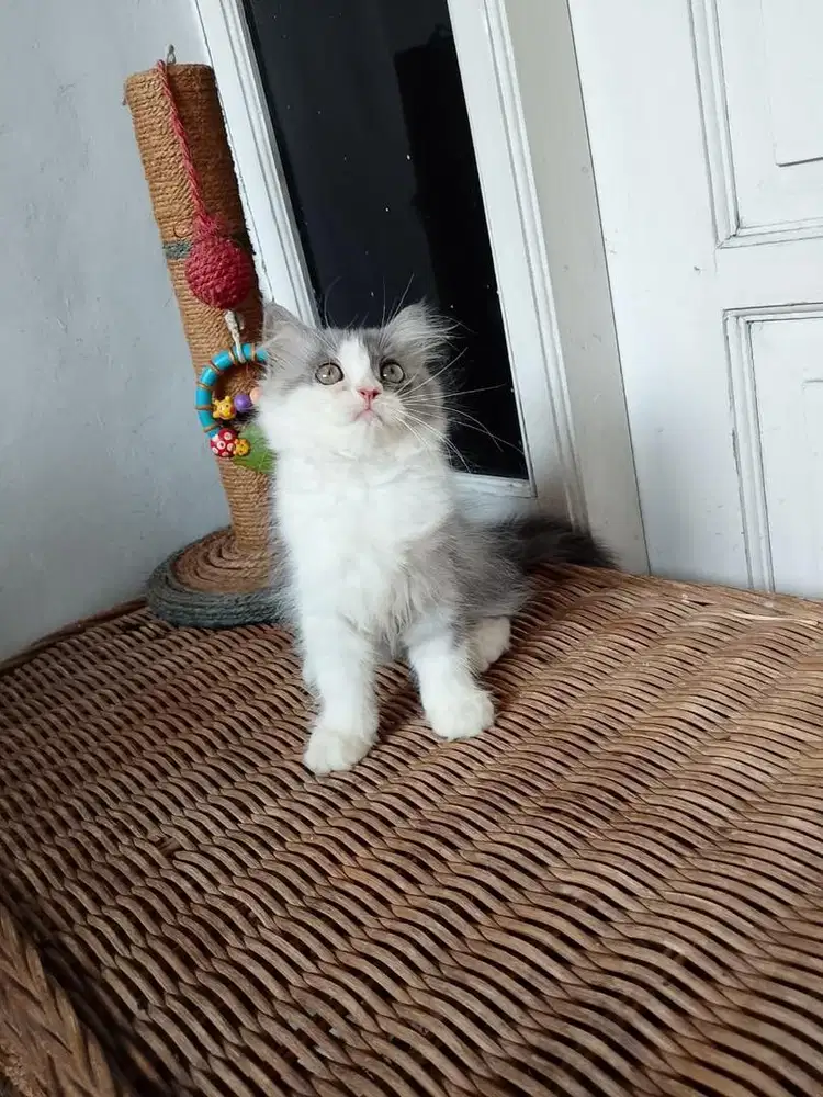 Kucing Persia Medium Betina