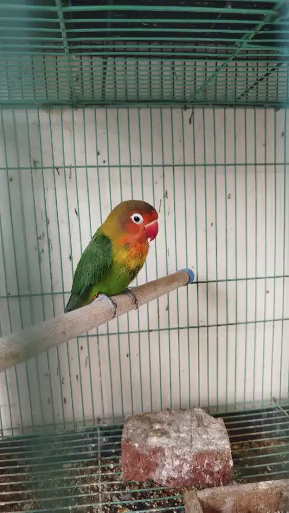 Jual anakan  lovebird josan umur 4 bln jalan