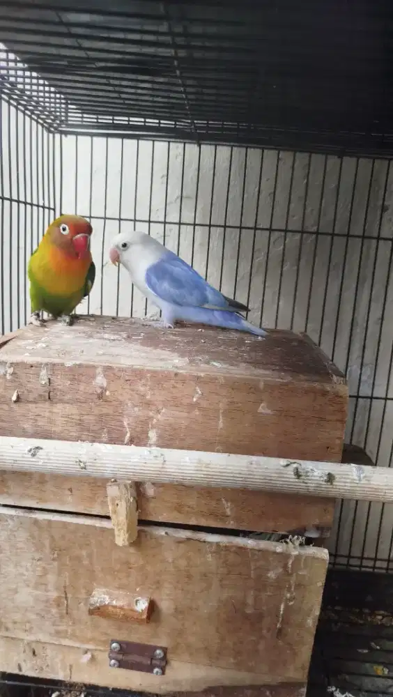 Dijual santai sepasang lovebird dewasa sudah jodoh