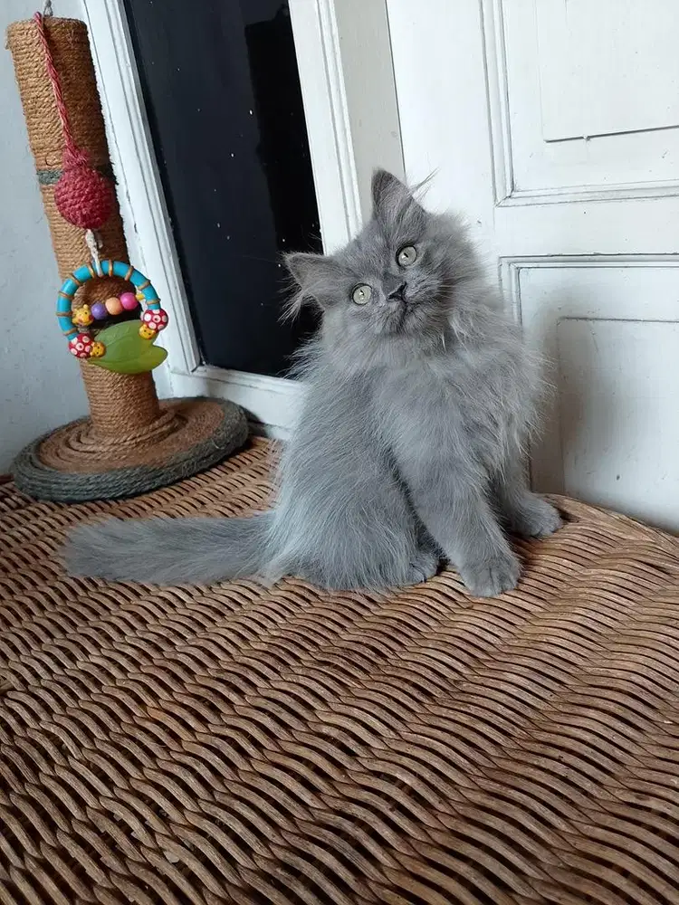 Kucing Persia Medium Jantan