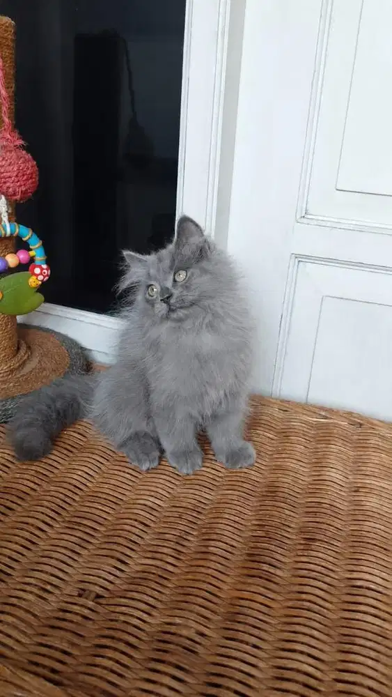 Anakan Kucing Persia Medium Jantan