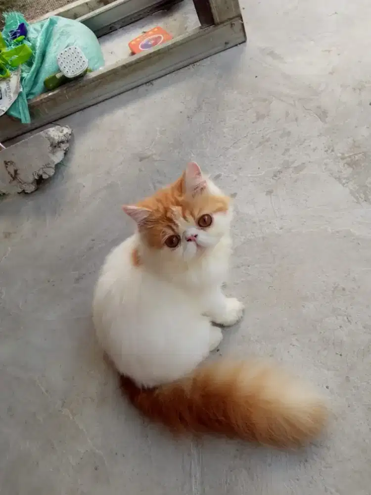 Kitten Persian peaknose