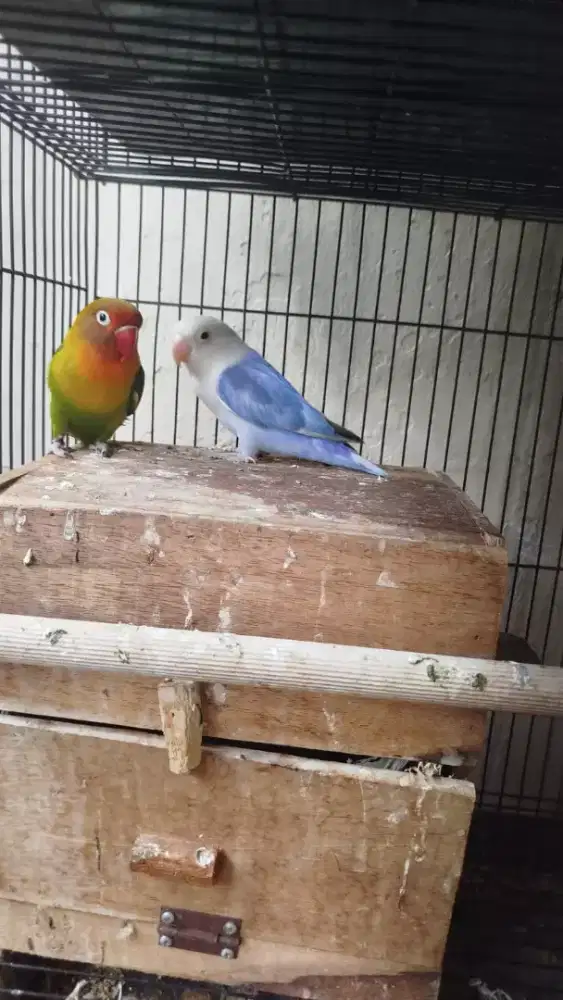 Dijual santai sepasang lovebird dewasa sudah jodoh