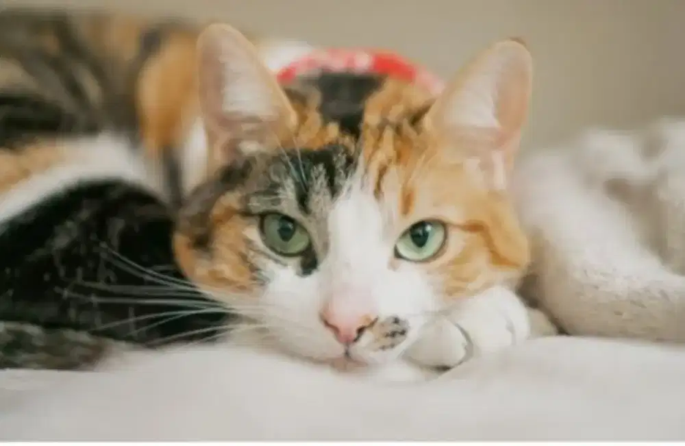 Gratis Kucing Calico
