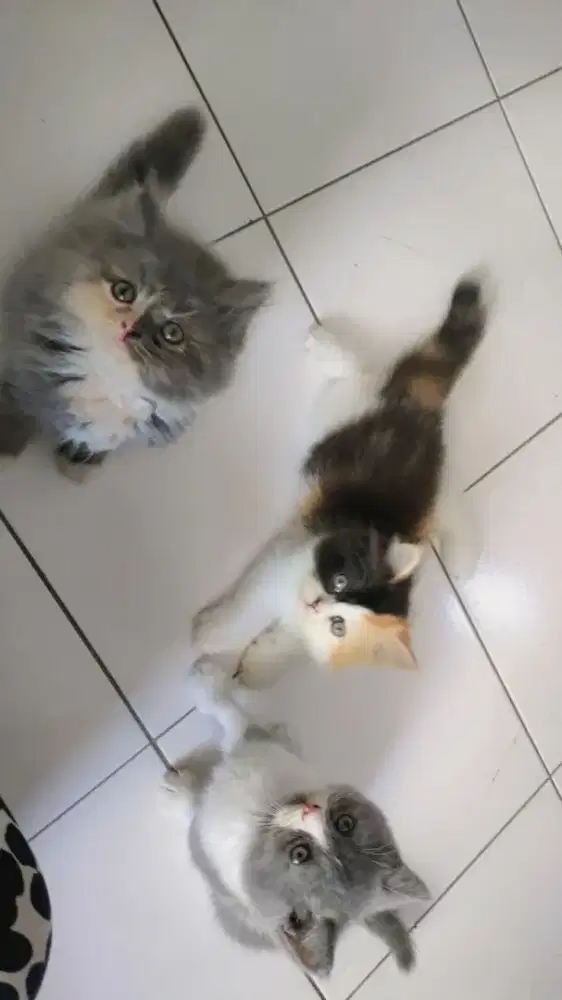 Kitten Persia Medium