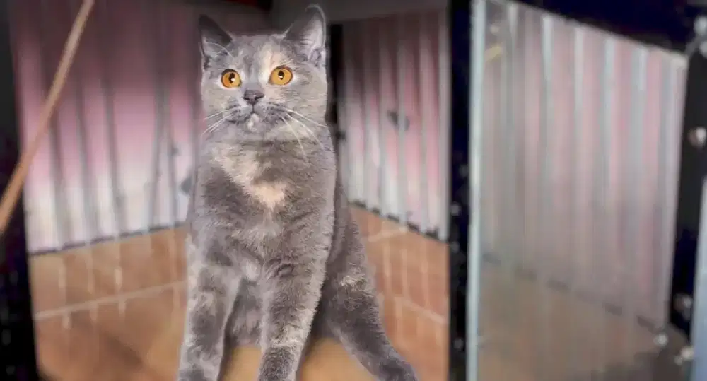 Kucing british shorthair blue tortie betina calon indukan