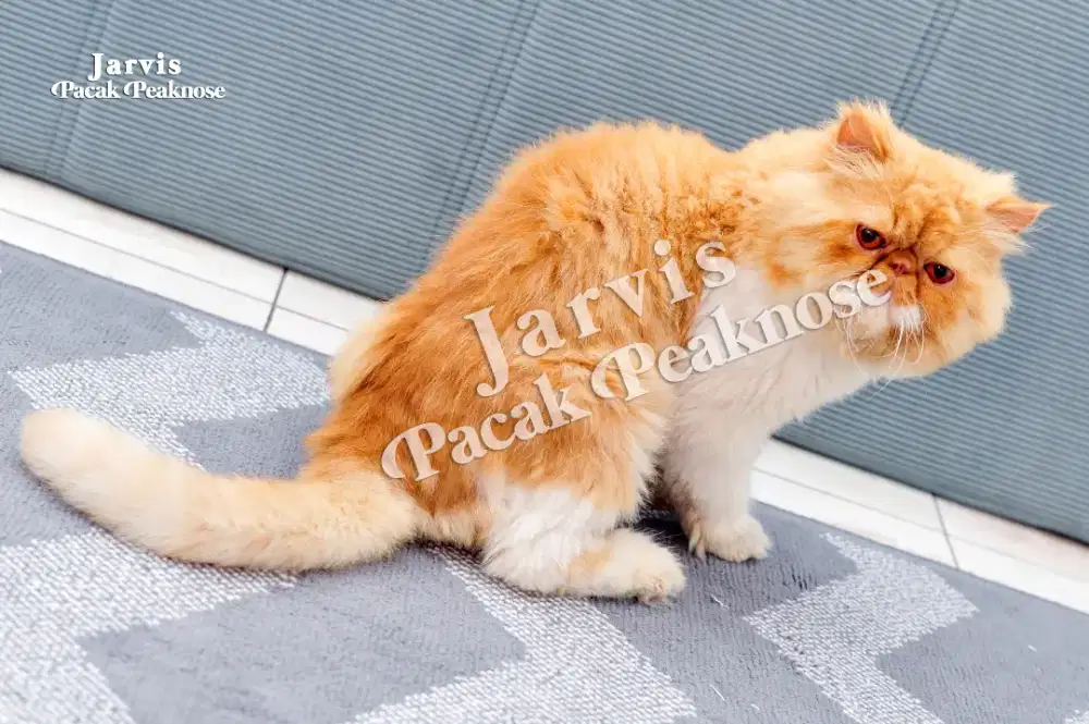 JASA PACAK KUCING PERSIA PEAKNOSE