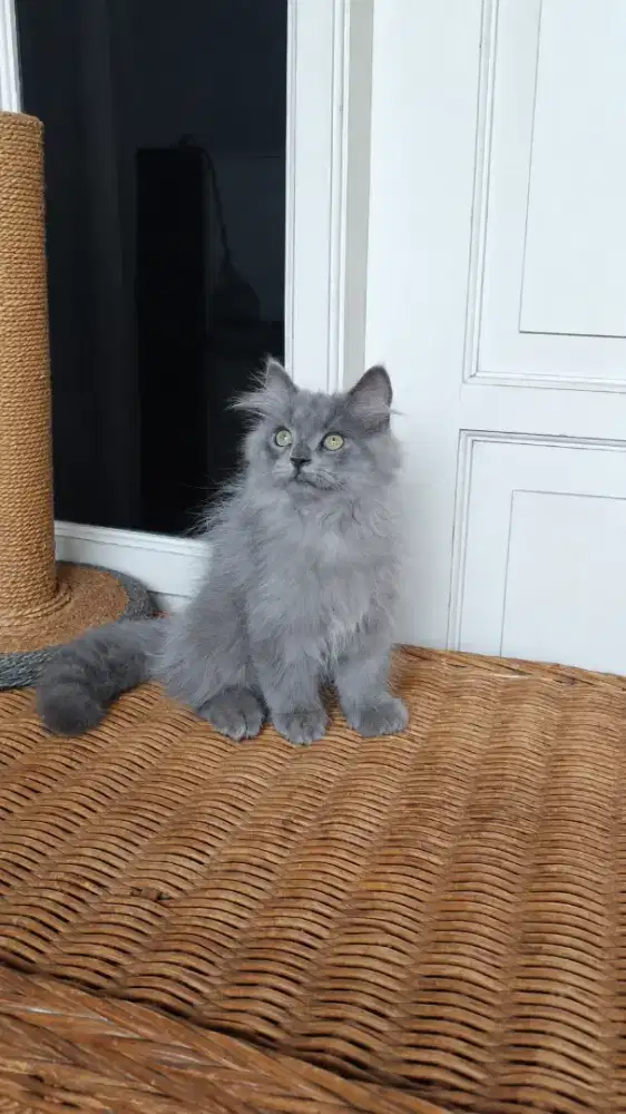 Kitten jantan Persian