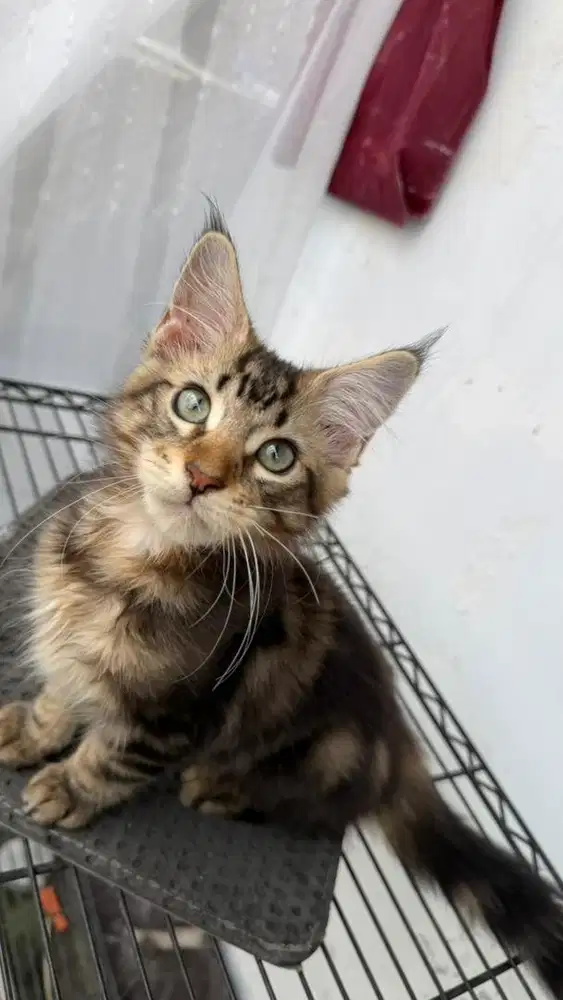 Kitten maincoon