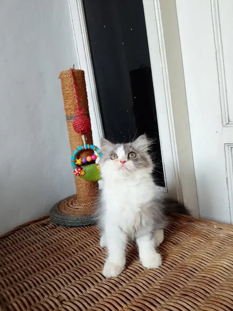 Kitten Bentina, persian