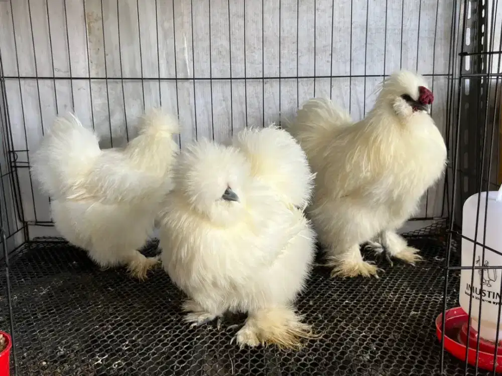 Ayam Anggora American Silky