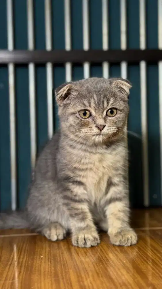 KUCING SCOTTISH FOLD (DOUBLE) 2,5 BULAN JANTAN