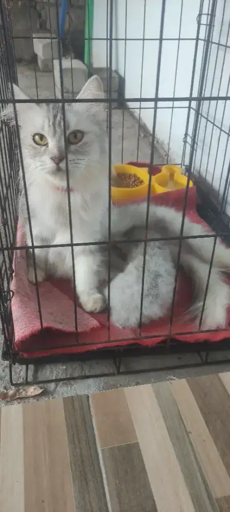 Indukan mix maencoon JUMBO