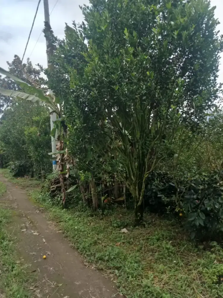 Dijual Tanah Kebun Milik Pribadi