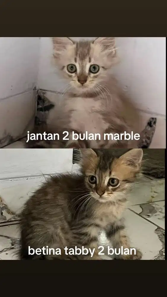 lepas adopt kitten