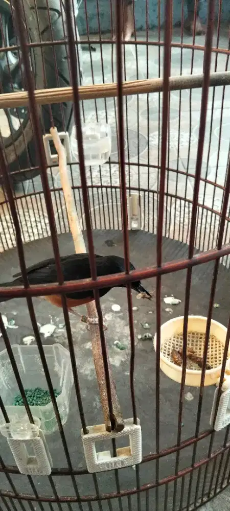 Burung murai lepas trotol