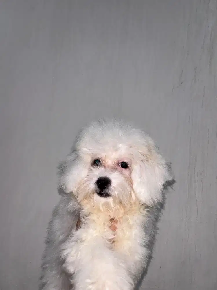 ANAK ANJING WHITE POODLE BETINA