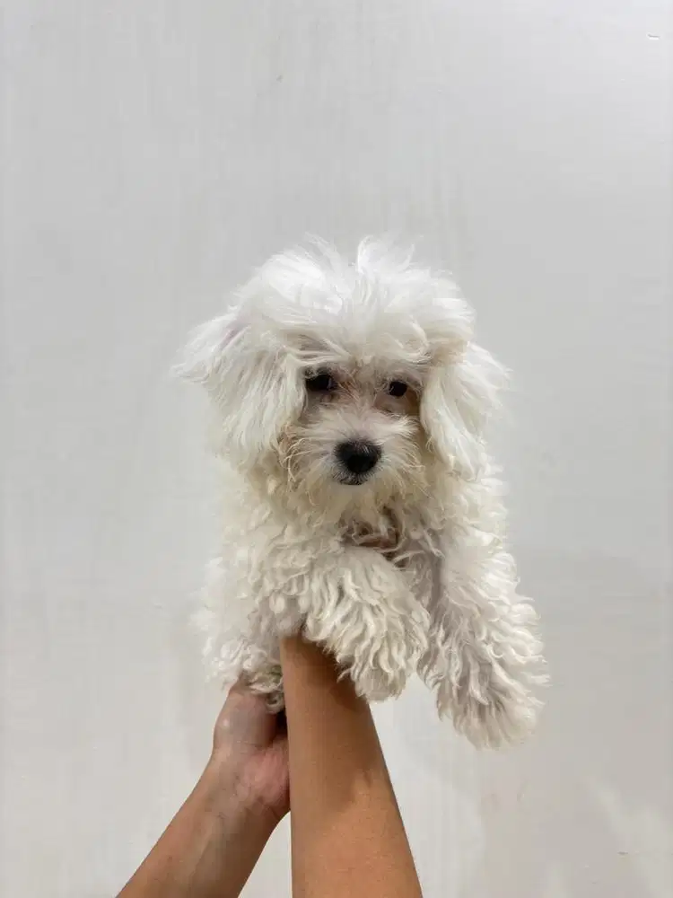 ANAK ANJING WHITE POODLE BETINA
