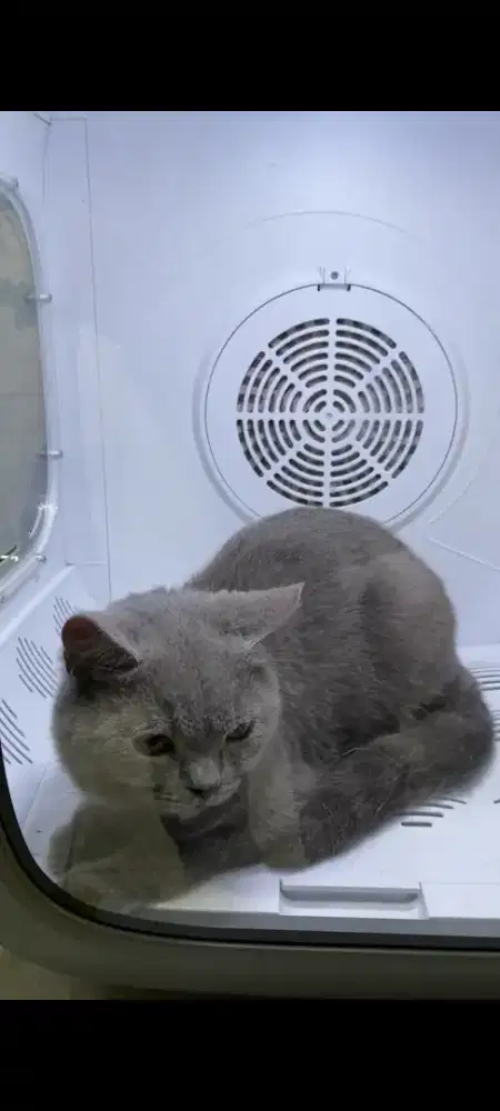Kucing British Short Hair / BSH dewasa Jantan