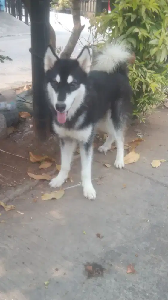 alaskan malamute /Alaska malamute jantan
