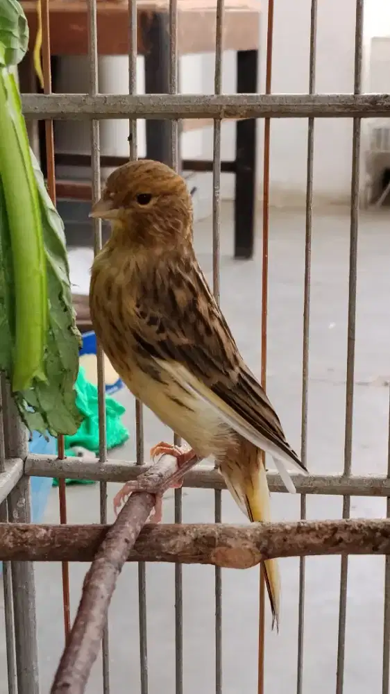 Kenari anak jantan