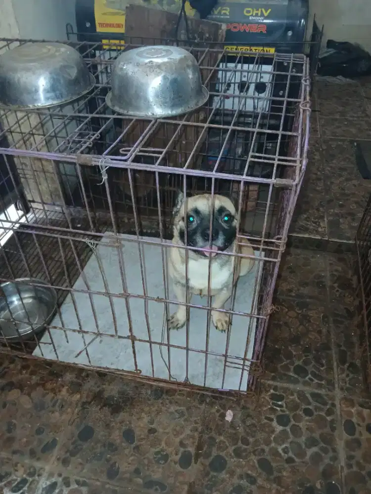Anjing french bulldog