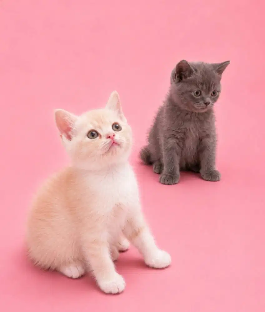 BSH Creamy Tabby