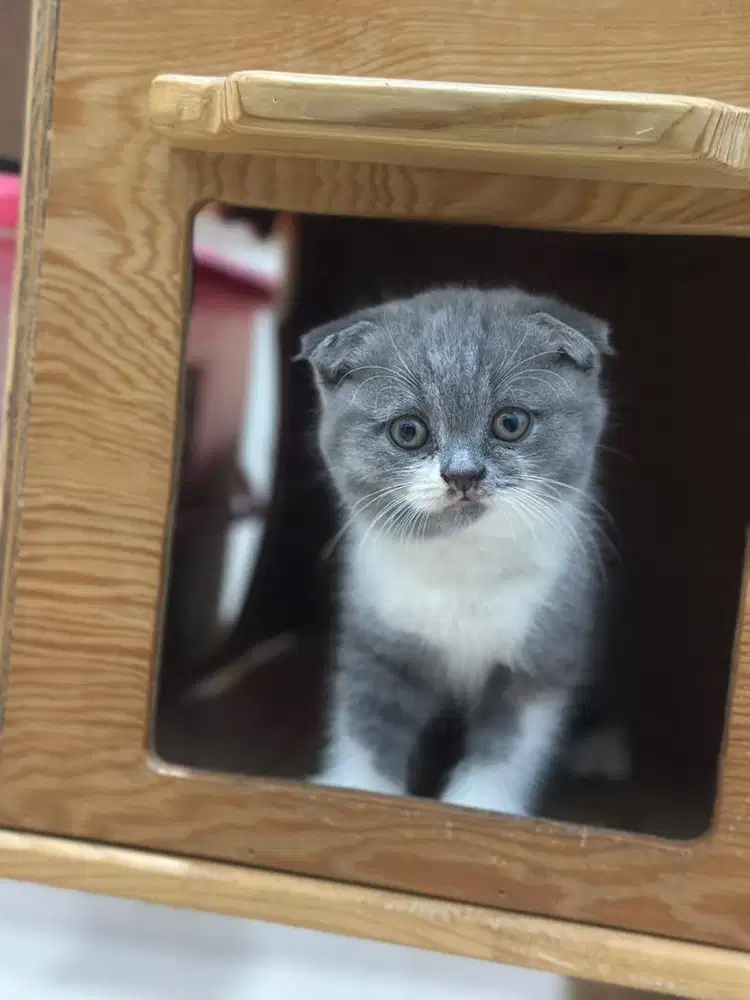 Kucing scottish fold abu putih betina