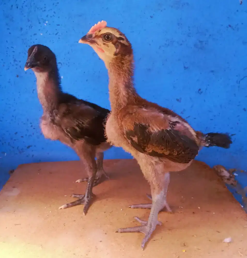 AYAM PELUNG JUMBO