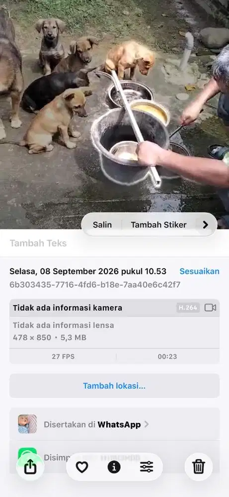 Jual anjing kampung campuran