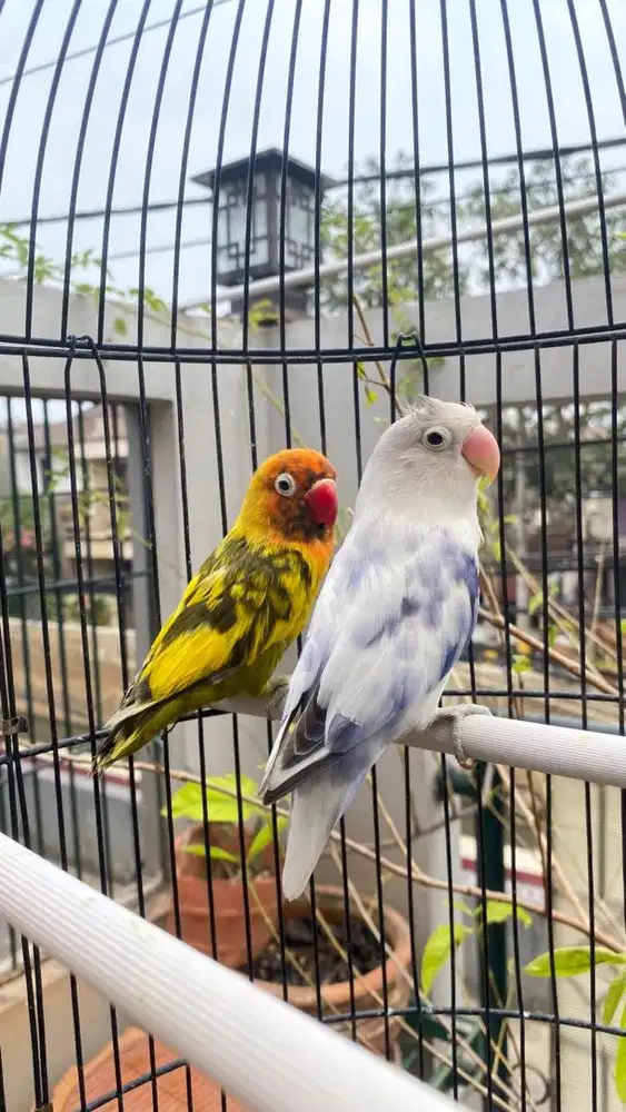 lovebird blorok sepasang