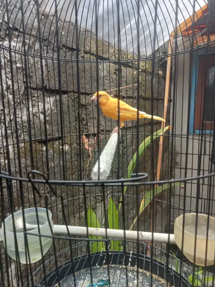 Burung kenari paud