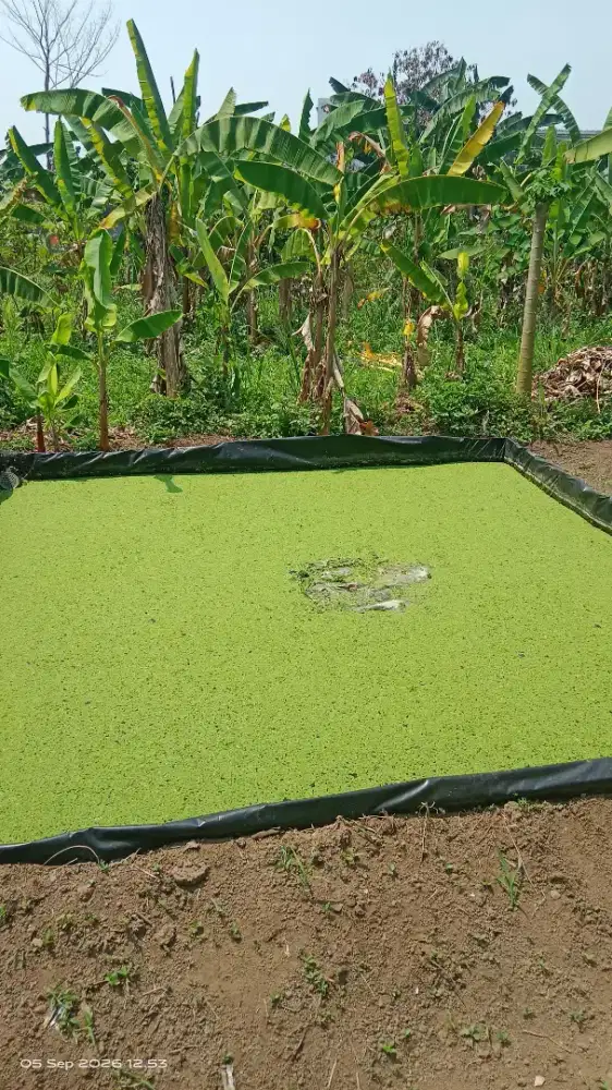 Azolla microphyilla