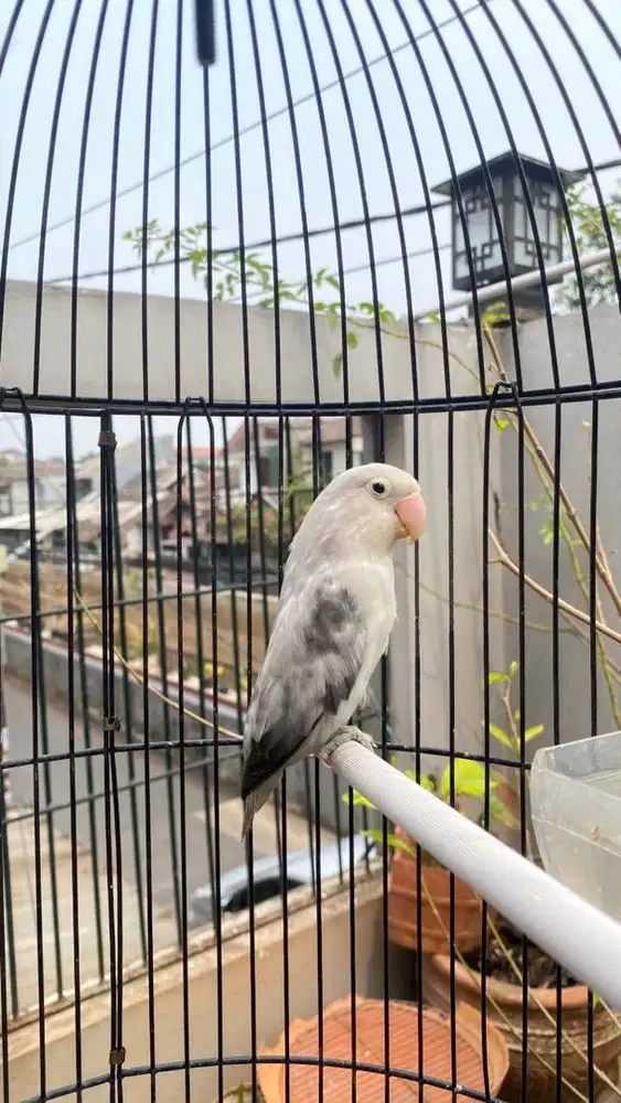 lovebird blorok mouve jantan dewasa
