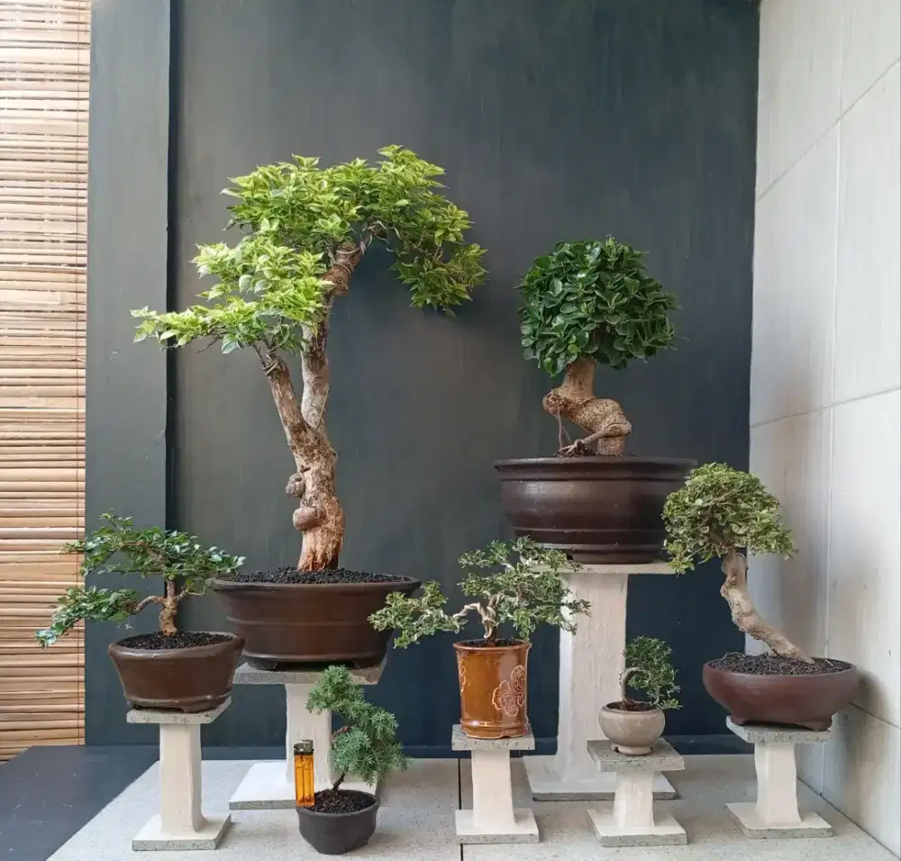 Borongan murah bonsai hias antik
