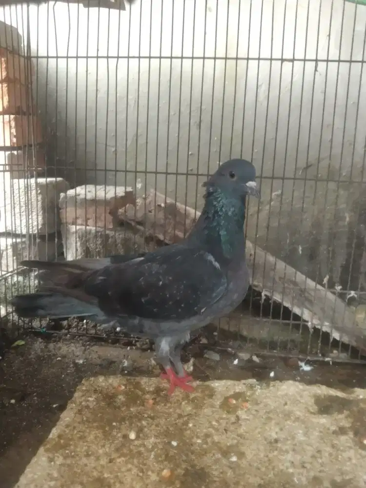Burung dara lakian